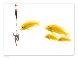 宠物遛狗时间规划技巧，根据品种调整